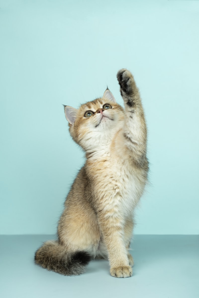 手を挙げる若い猫のはな