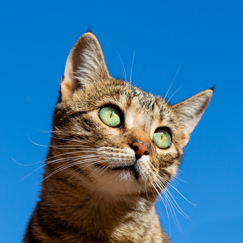 空を見上げるキジトラ猫のそら